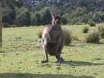 Kangaroo Island - Känguruh