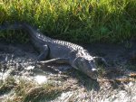 Kakadu NP - Yellow Waters (Krokodil)