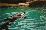 Orca (Killerwal)